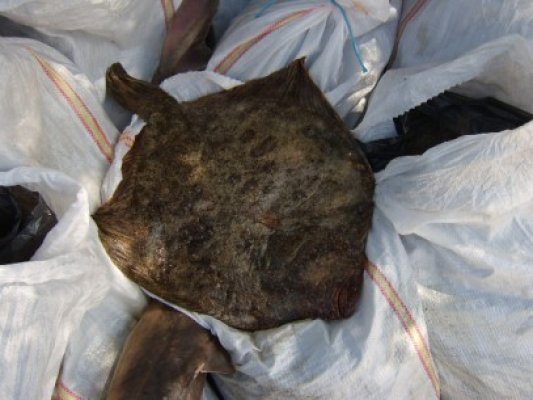 Braconierii din Năvodari, prinşi cu sacii cu rechini şi calcani în maşină